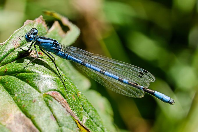 blue-willow-damselfly