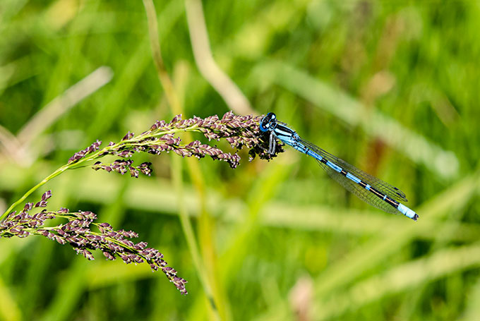 blue-damselfly