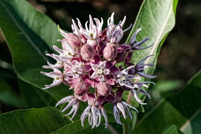 fivestar-milkweed