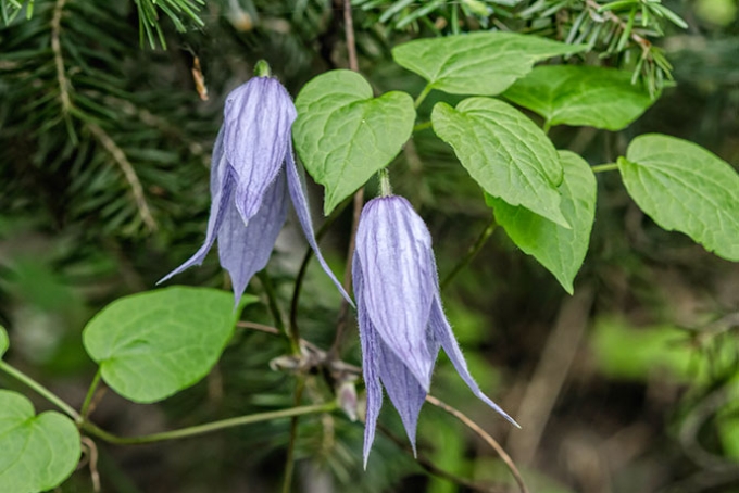 hairy-clematis