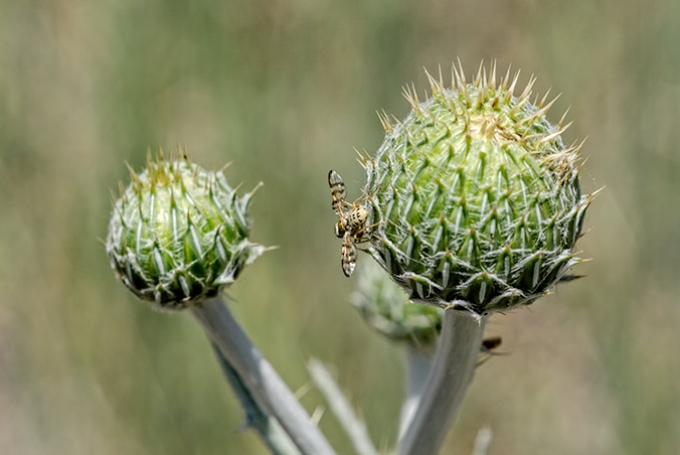 thistles