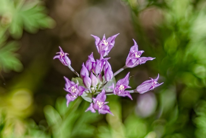 wild-onion