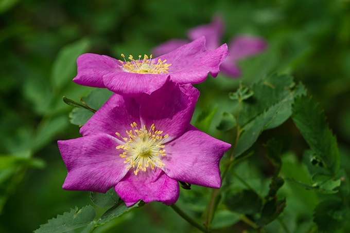 wild-roses