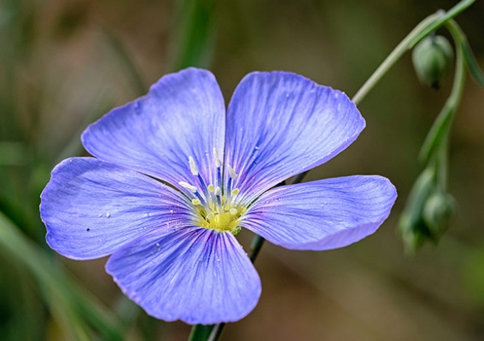 blue-flax