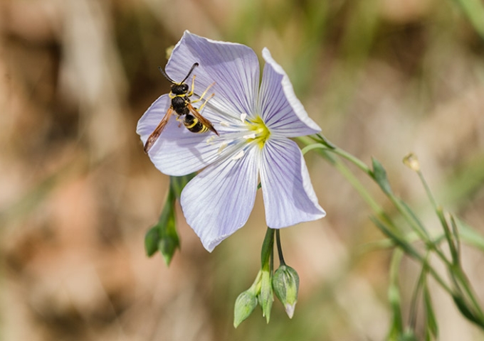 flax-hornet