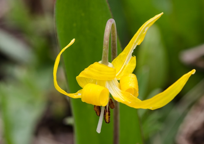 glacier-lily