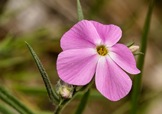 phlox