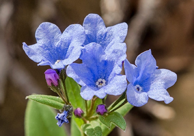 wasatch-blubell