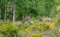 Wild life on the Desolation trail