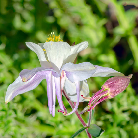 columbine