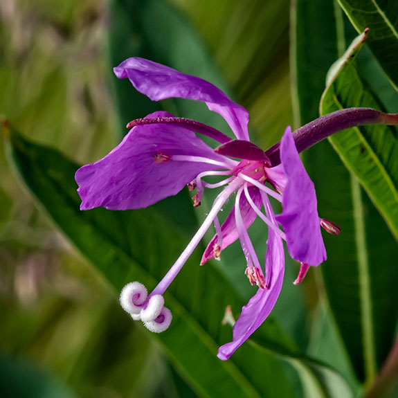 fireweed