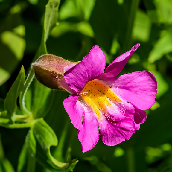 monkeyflower