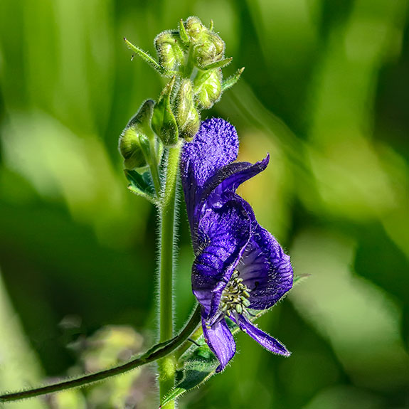 monkshood