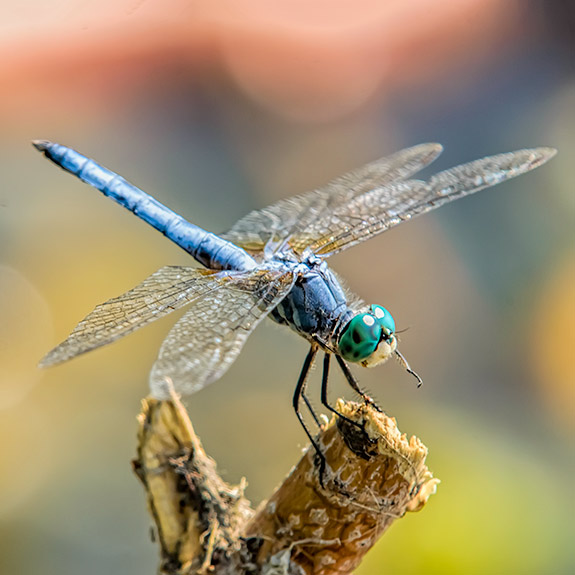 blue-dasher