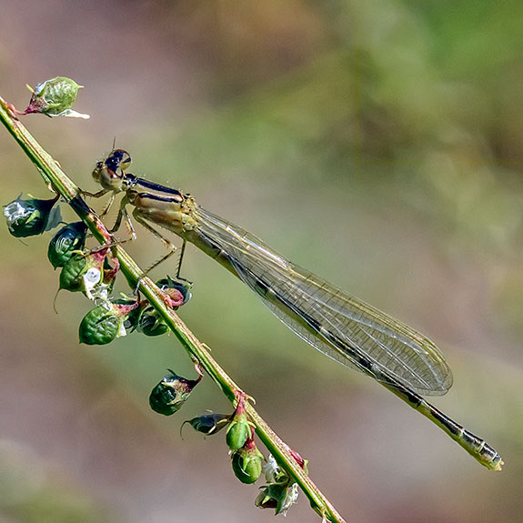 female-bluet