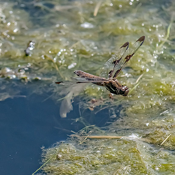 laying-eggs