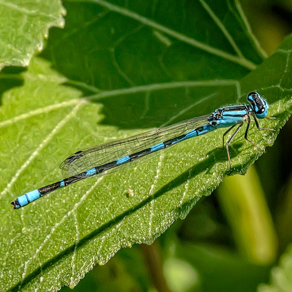 male-bluet