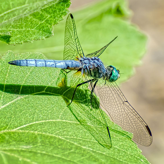 pondhawk