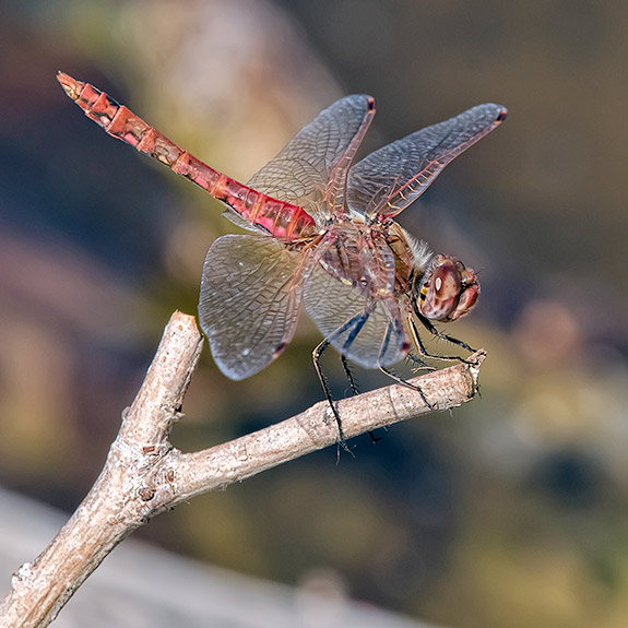 varigated-meadowhawk