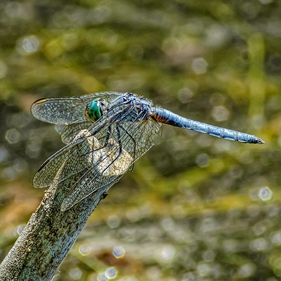 western-pondhawk