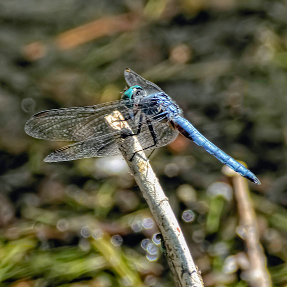 windblown-pondhawk