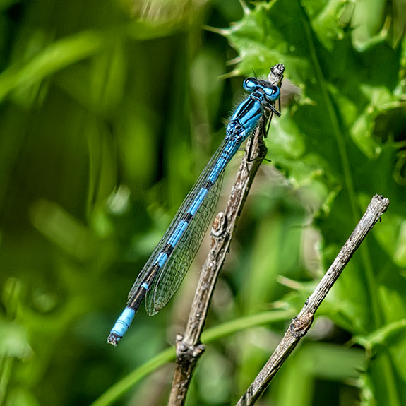 bluet-damselfly