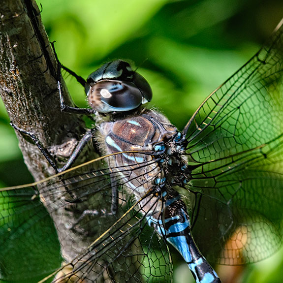 darner-closeup