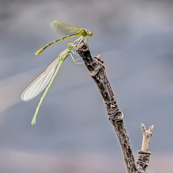 green-damsels