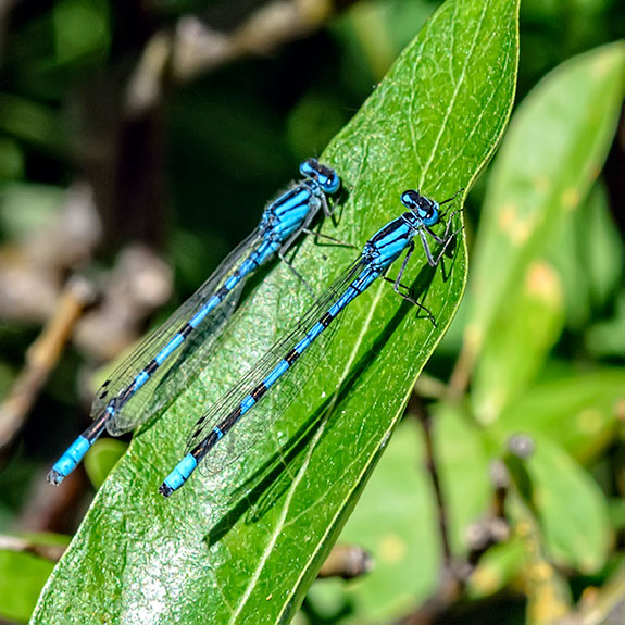 two-bluet