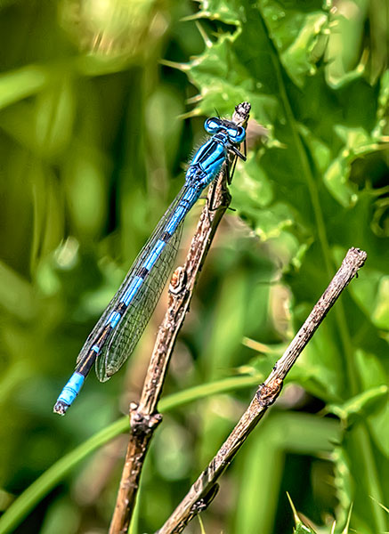 Bluet Damselfly