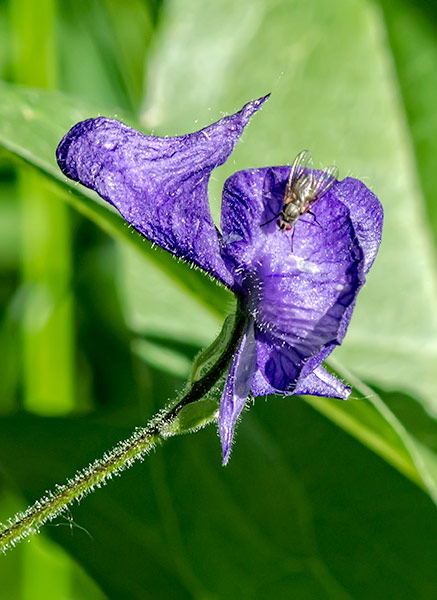 Monkshood