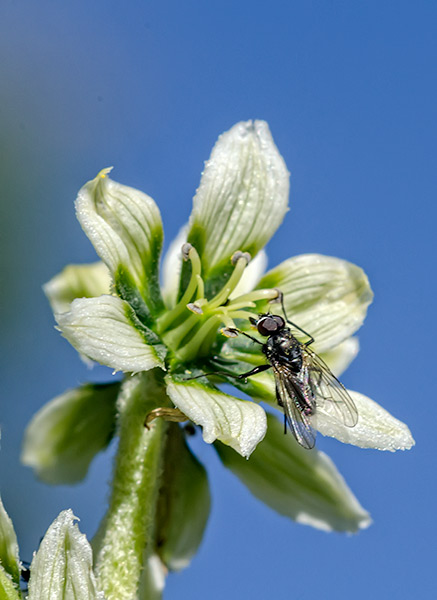 Skunk Fly