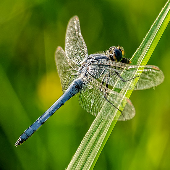 Blue Dasher