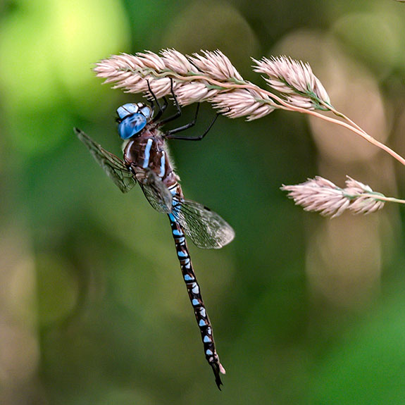 Blue Darner