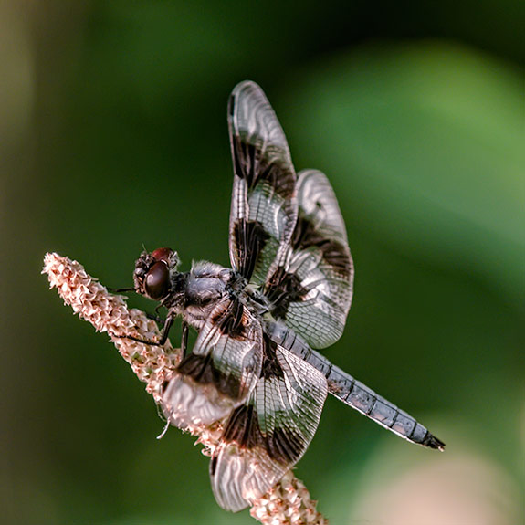 Eight-spotted Skimmer