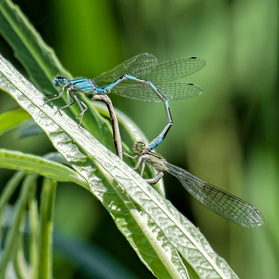 Engaged Damselflies