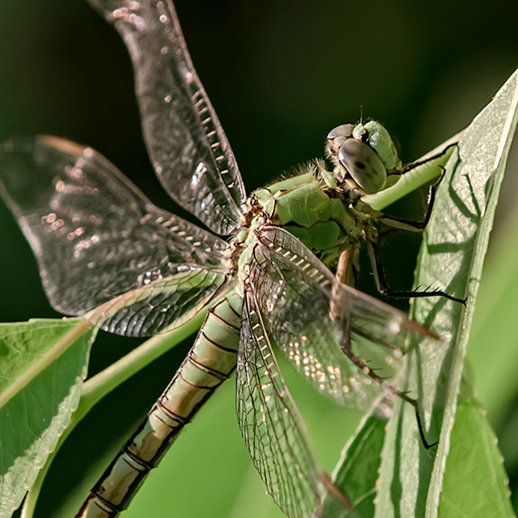 Green Pondhawk