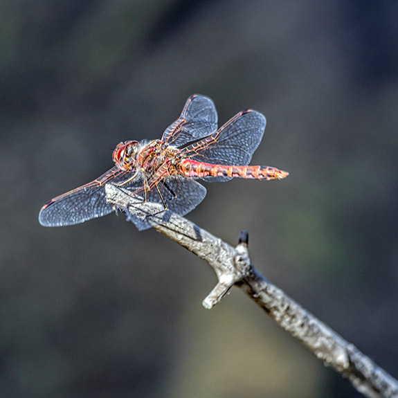 Variegated Meadowhawk