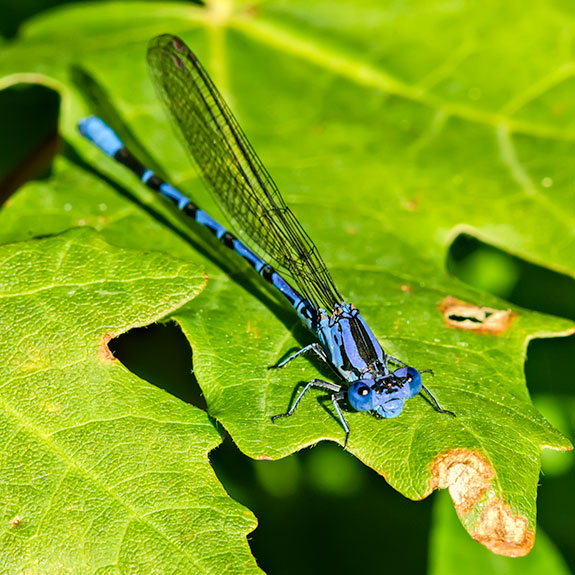 Blu Damsel