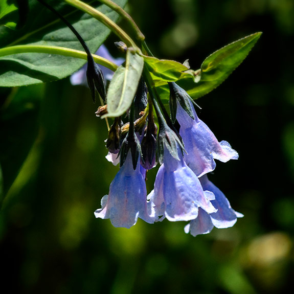 Bluebells