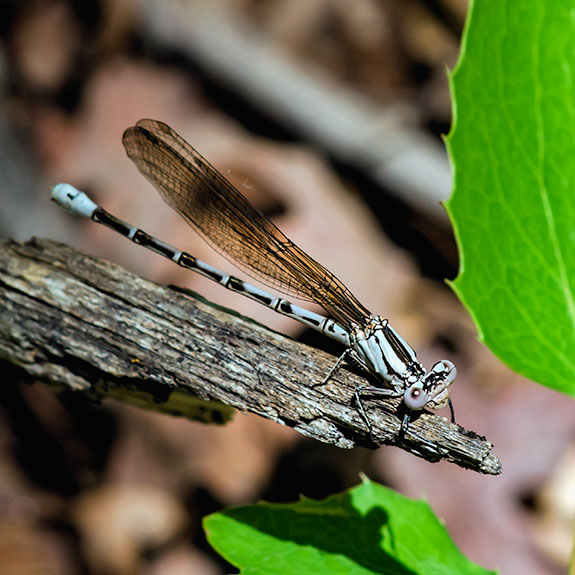 Clubtail Damsel