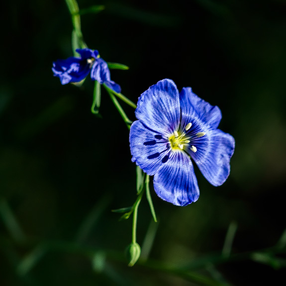 Dark Blu Flax