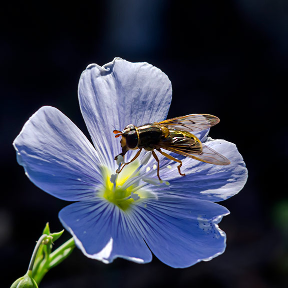 Flax Feeder