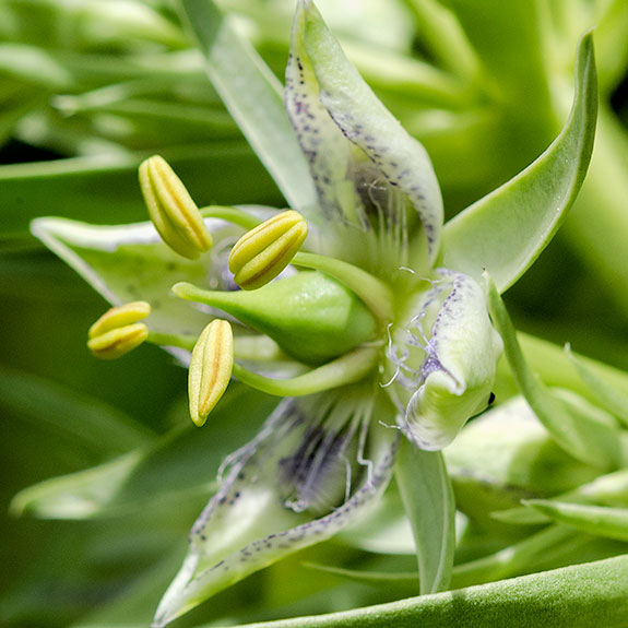 Monument Flower