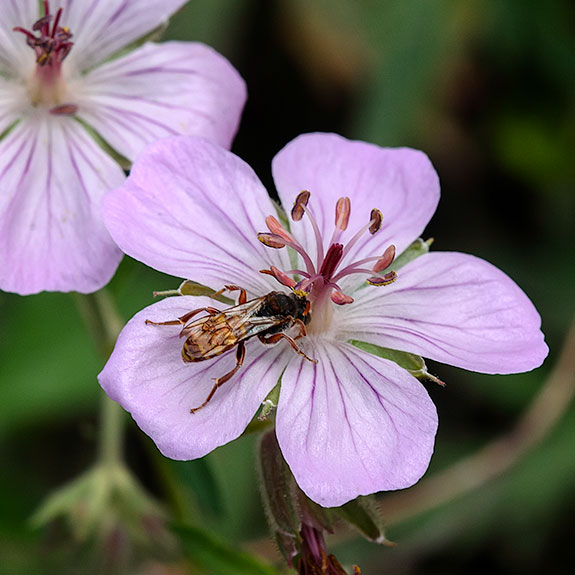 Sticky Bee