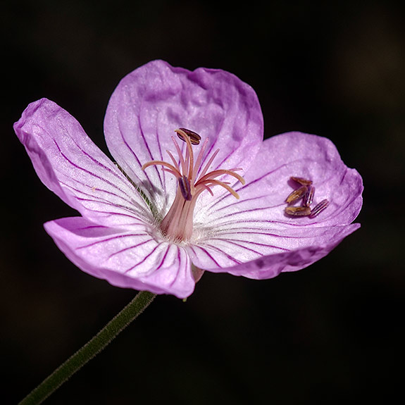 Sticky Geranium