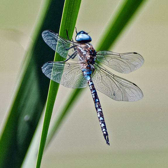 Blue Darner