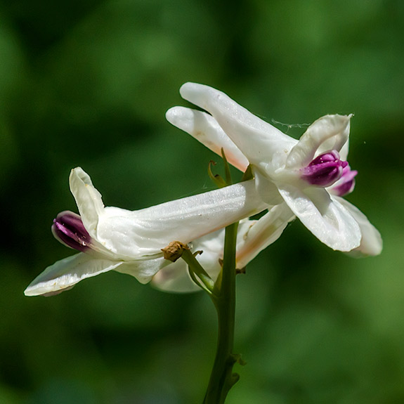 Case's Footweed