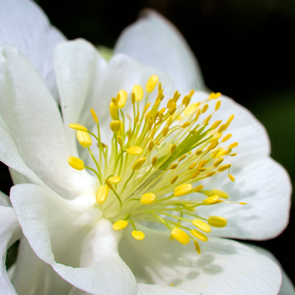 Columbine