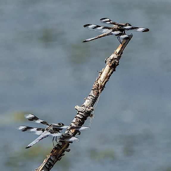 Eight Spot Dragonflies